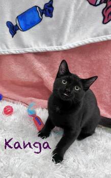 Kanga -  Domestic Short Hair Cat for Adoption in Pueblo, Colorado - Kanga | PetCurious