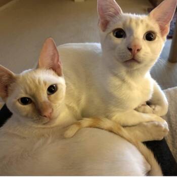 Amber -  Siamese Cat for Adoption in League City, Texas - Amber | PetCurious