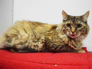 Domestic Long Hair Cats Available for Adoption in Sacramento, California - HENNESSEY | PetCurious