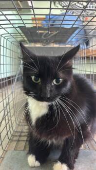 Robles Feral 1 -  Domestic Short Hair Cat for Adoption in New Braunfels, Texas - Robles Feral 1 | PetCurious