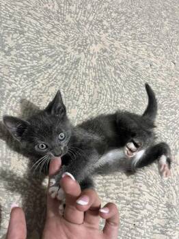 Grey -  Domestic Short Hair Cat for Adoption in Bossier City, Louisiana - Grey | PetCurious