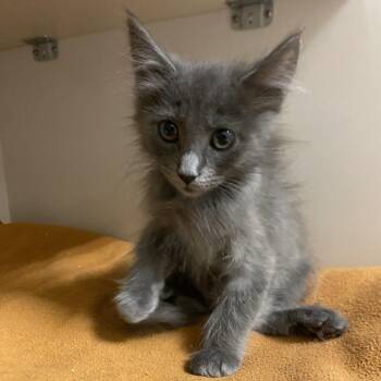 Rocky -  Domestic Short Hair Cat for Adoption in Redwood City, California - Rocky | PetCurious