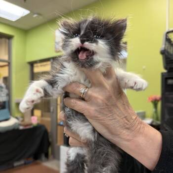 Domestic Short Hair Cats Available for Adoption in Lynchburg, Virginia - Betty | PetCurious