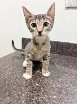 Jasmine 6 -  Domestic Short Hair Cat for Adoption in Tucson, Arizona - Jasmine 6 | PetCurious