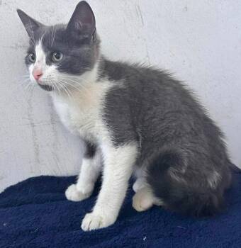 Stan -  Domestic Short Hair Cat for Adoption in Terrebonne, Quebec - Stan | PetCurious