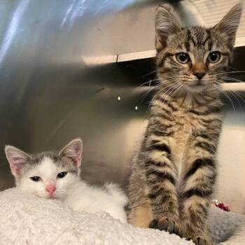 Ollie -  Domestic Short Hair Cat for Adoption in Dayton, Ohio - Ollie | PetCurious