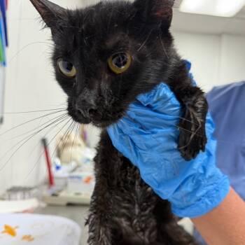 Rescue Domestic Short Hair Cats for Adoption in Newark, New Jersey - Bear | PetCurious