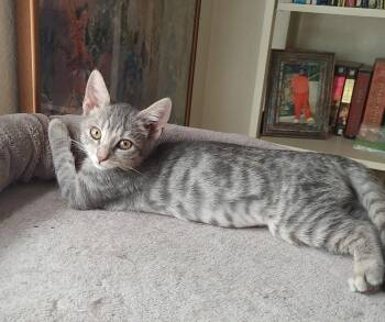 Nebula 2 -  Domestic Short Hair Cat for Adoption in Tucson, Arizona - Nebula 2 | PetCurious