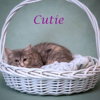 Cutie C26-100 -  Domestic Short Hair Cat for Adoption in Lebanon, Tennessee - Cutie C26-100 | PetCurious