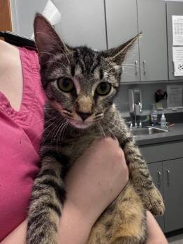 Angel Bug -  Domestic Short Hair Cat for Adoption in Bloomington, Indiana - Angel Bug | PetCurious