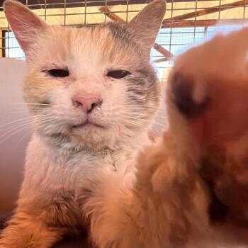 Moqui -  Domestic Medium Hair and Snowshoe Cat for Adoption in Kanab, Utah - Moqui | PetCurious