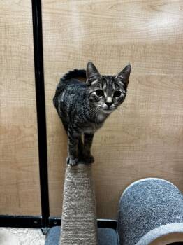 Rescue Domestic Short Hair Cats for Adoption in Camp Hill, Pennsylvania - Jigglypuff | PetCurious