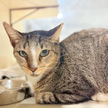 Artemis -  Domestic Short Hair Cat for Adoption in Harlingen, Texas - Artemis | PetCurious