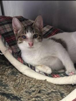 CHEECH -  Domestic Short Hair Cat for Adoption in Fort Walton Beach, Florida - CHEECH | PetCurious