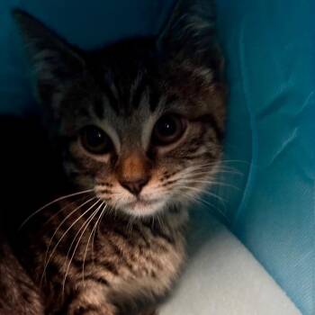 Domestic Medium Hair Cats Available for Adoption in New York, New York - Mario | PetCurious