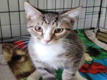 AIOLI -  Domestic Short Hair Cat for Adoption in Easton, Maryland - AIOLI | PetCurious