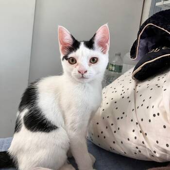 Camellia -  Domestic Short Hair and Tuxedo Cat for Adoption in Mastic, New York - Camellia | PetCurious