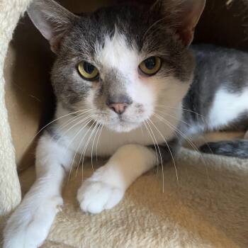 Domestic Short Hair Cats Available for Adoption in Saint Francis, Minnesota - Skippy  | PetCurious