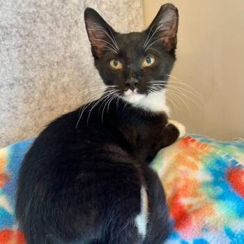 Ivan -  Domestic Short Hair Cat for Adoption in Charlotte, North Carolina - Ivan | PetCurious