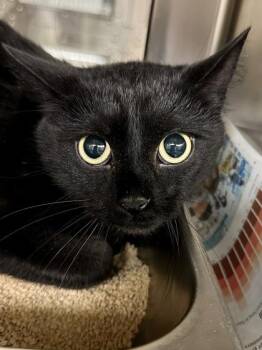 Domestic Short Hair Cats Available for Adoption in Wichita, Kansas - Owl Of The Isle | PetCurious