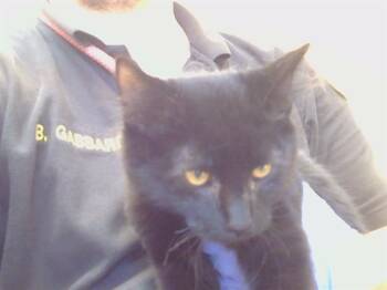 SANDS -  Domestic Short Hair Cat for Adoption in Sacramento, California - SANDS | PetCurious