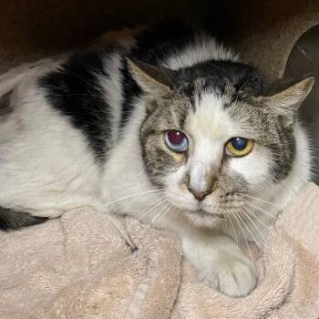 Frankie -  Domestic Short Hair Cat for Adoption in Roanoke, Virginia - Frankie | PetCurious