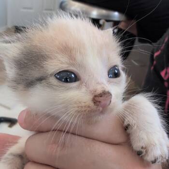 Fur Elise -  Domestic Short Hair Cat Available for Adoption in Chapel Hill, North Carolina - Fur Elise | PetCurious