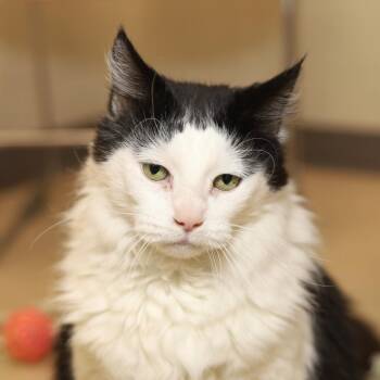 Domestic Long Hair Cats Available for Adoption - Maximus | PetCurious