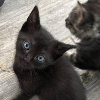 Domestic Short Hair Cats Available for Adoption in San Antonio, Texas - Blackberry | PetCurious