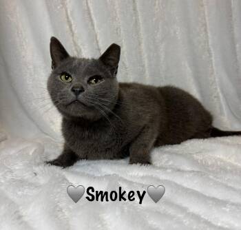 Rescue Domestic Short Hair Cats for Adoption in Copley, Ohio - Smokey | PetCurious
