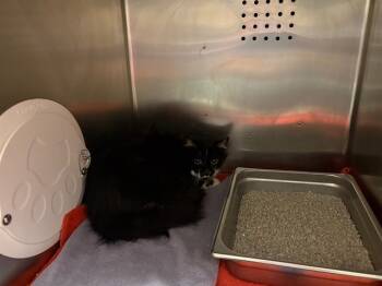 Rescue Domestic Medium Hair Cats for Adoption in Rancho Cucamonga, California - SPIDER | PetCurious