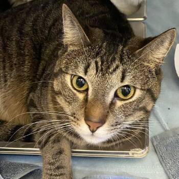 Domestic Medium Hair Cats Available for Adoption in Gloucester, Virginia - Tiger | PetCurious