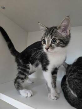 Cheerios -  Domestic Short Hair Cat for Adoption in Savannah, Georgia - Cheerios | PetCurious