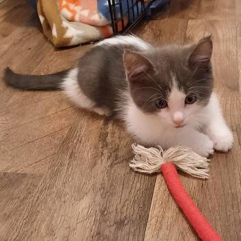 Domestic Short Hair Cats Available for Adoption in Watertown, New York - Nutmeg | PetCurious