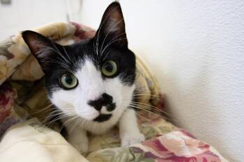 Link -  Domestic Short Hair Cat for Adoption in Arlington, Washington - Link | PetCurious