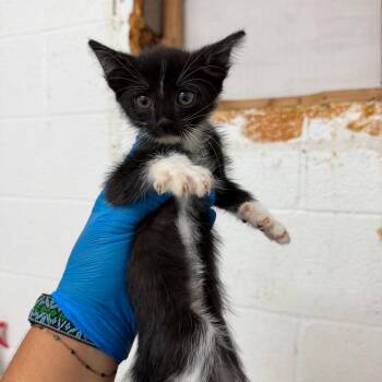 Penn -  Domestic Short Hair Cat for Adoption in Edinburg, Texas - Penn | PetCurious