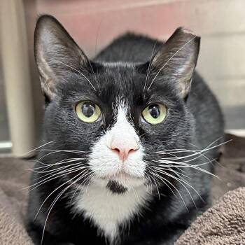 Julie -  Domestic Short Hair Cat Available for Adoption in Falmouth, Massachusetts - Julie | PetCurious