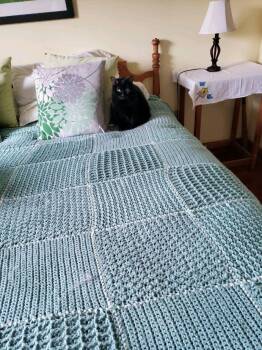 Rescue Domestic Short Hair Cats for Adoption in Brockton, Massachusetts - Gracie | PetCurious