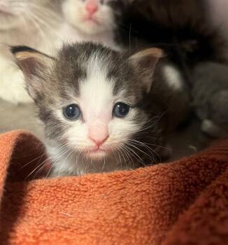 Domestic Short Hair Cats Available for Adoption in Thousand Palms, California - KYRA | PetCurious