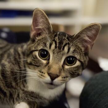 Rescue Domestic Short Hair Cats for Adoption in St. Louis, Missouri - McChicken | PetCurious