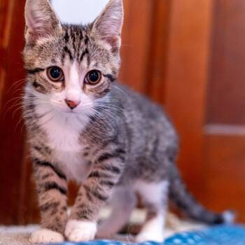 Rescue Domestic Short Hair Cats for Adoption in Shorewood, Illinois - Yakko | PetCurious