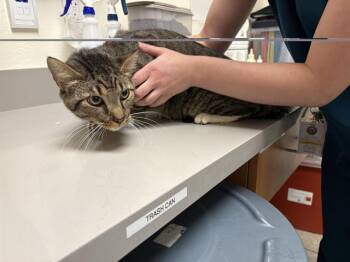 A352098 -  Domestic Short Hair Cat for Adoption in Auburn, California - A352098 | PetCurious