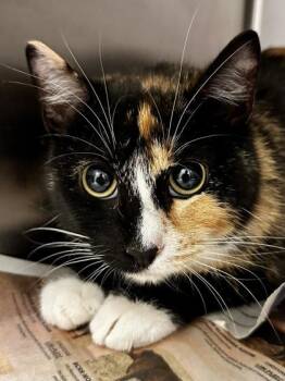 Domestic Short Hair Cats Available for Adoption - Navy | PetCurious