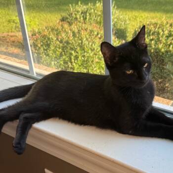 Rescue Domestic Short Hair Cats for Adoption in Abbeville, South Carolina - 1355 Blackberry | PetCurious