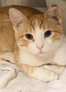 Marco -  Domestic Short Hair Cat for Adoption in Novato, California - Marco | PetCurious
