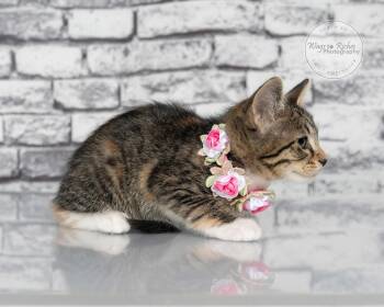 Angie -  Torbie and Domestic Short Hair Cat for Adoption in Tuscaloosa, Alabama - Angie | PetCurious