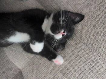 Andy Dwyer -  Domestic Short Hair Cat for Adoption - Andy Dwyer | PetCurious