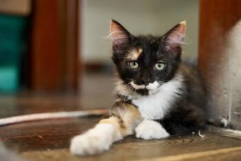 Rescue Domestic Long Hair Cats for Adoption in Hagerstown, Maryland - NULO | PetCurious