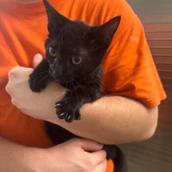 Levi -  Domestic Short Hair Cat for Adoption in Clanton, Alabama - Levi | PetCurious