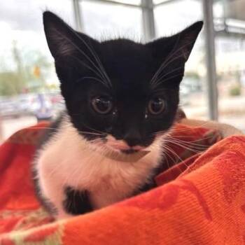 Wellbi -  Domestic Short Hair Cat for Adoption in Phoenix, Arizona - Wellbi | PetCurious
